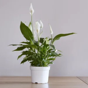 ارسال گلدان اسپاتی فیلوم