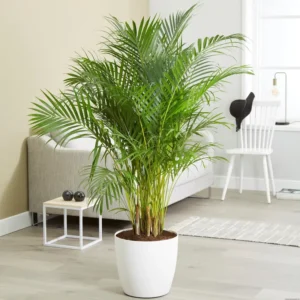 ارسال گلدان نخل اریکا